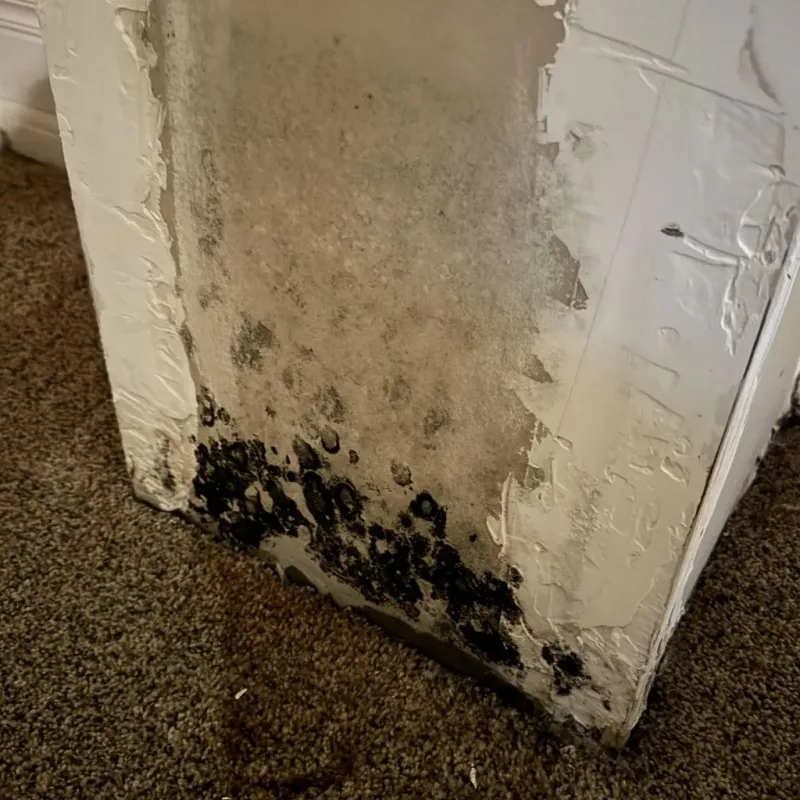 Professional Mold Removal in Salem, NJ